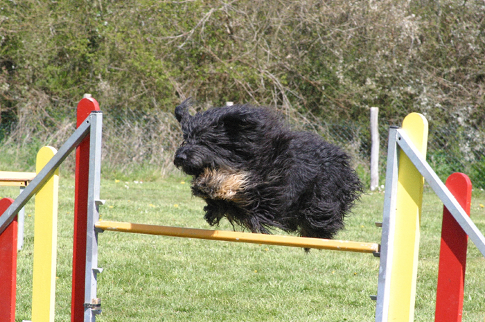 agility