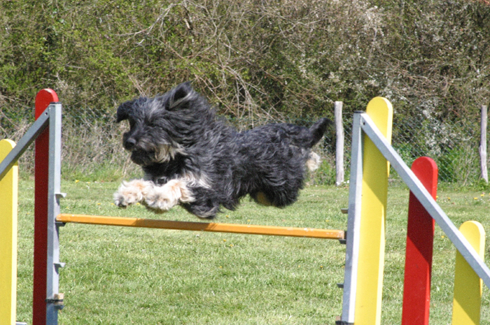 agility