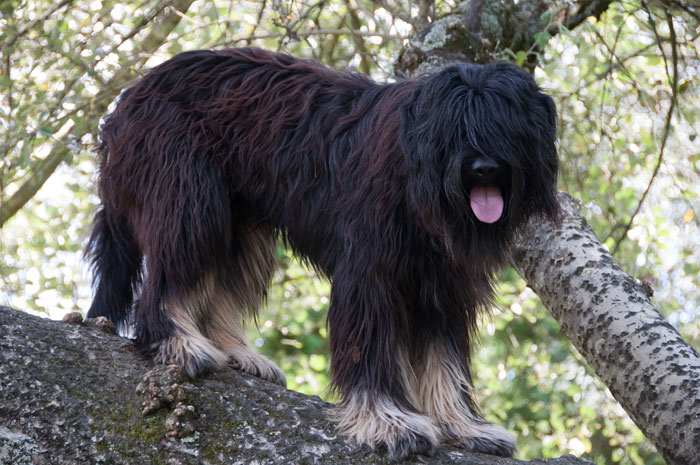 berger de la serra de aires