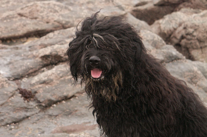 cao da serra de aires