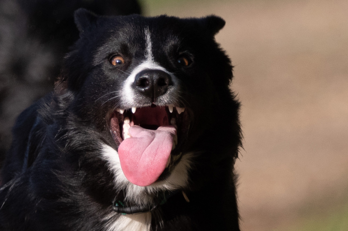 border collie