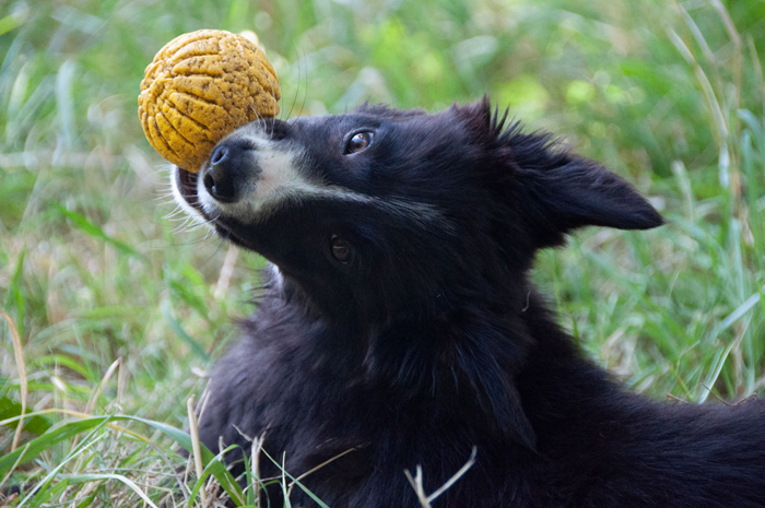 border collie