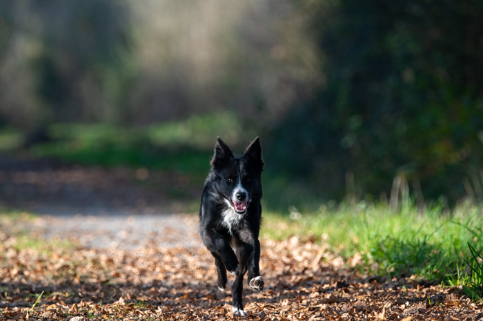 border collie