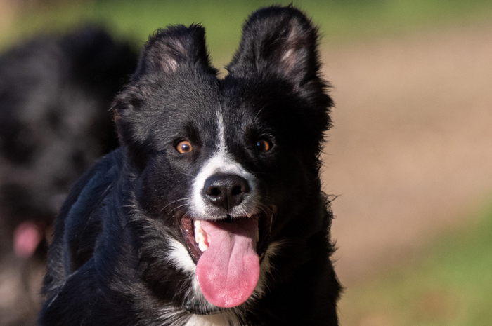 border collie