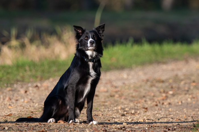 border collie