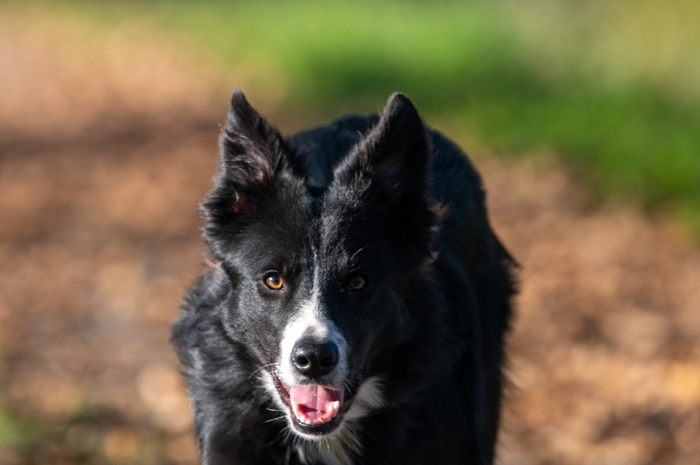 border collie