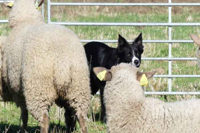 border collie