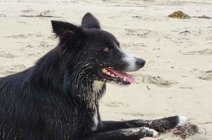 border collie