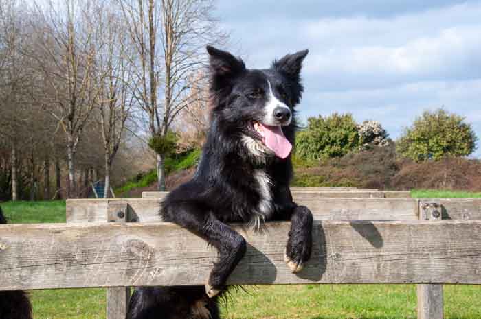 border collie