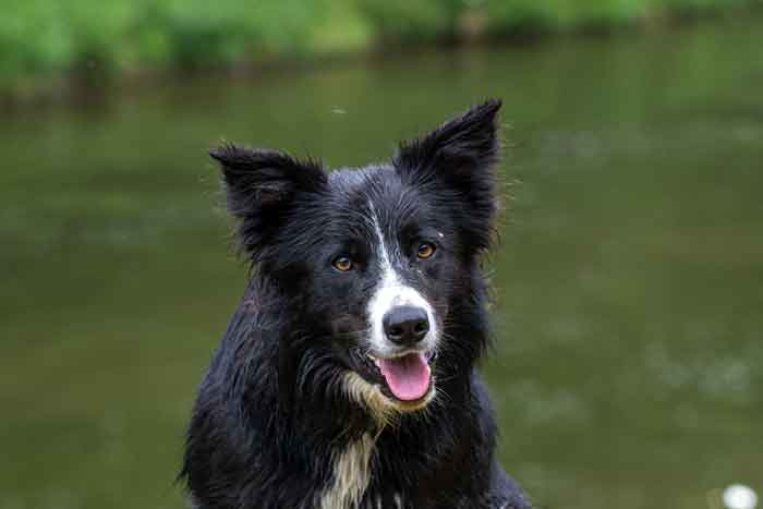 border collie