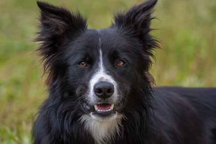 border collie