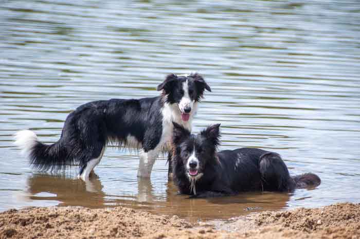 border collie