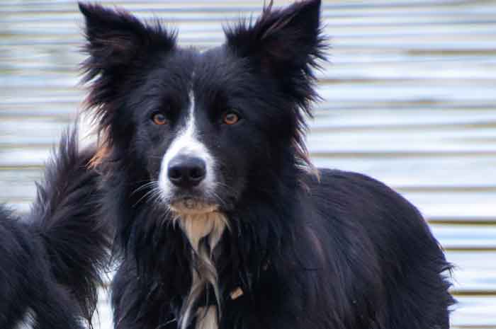 border collie