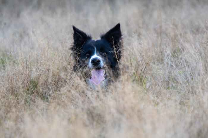 border collie