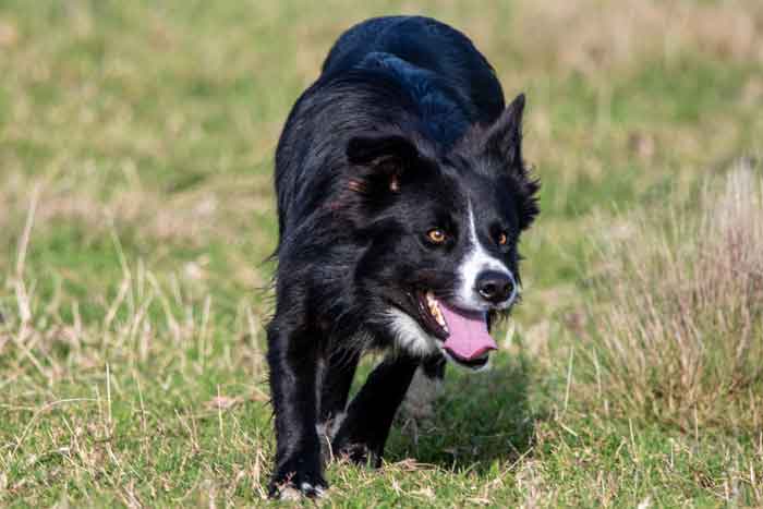 border collie