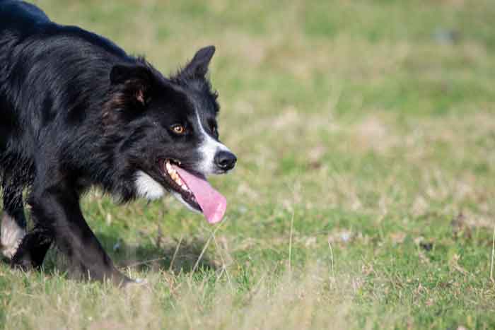 border collie