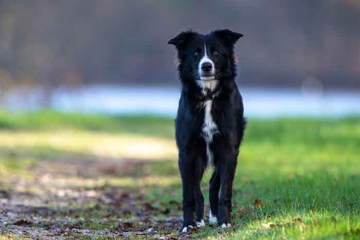 border collie